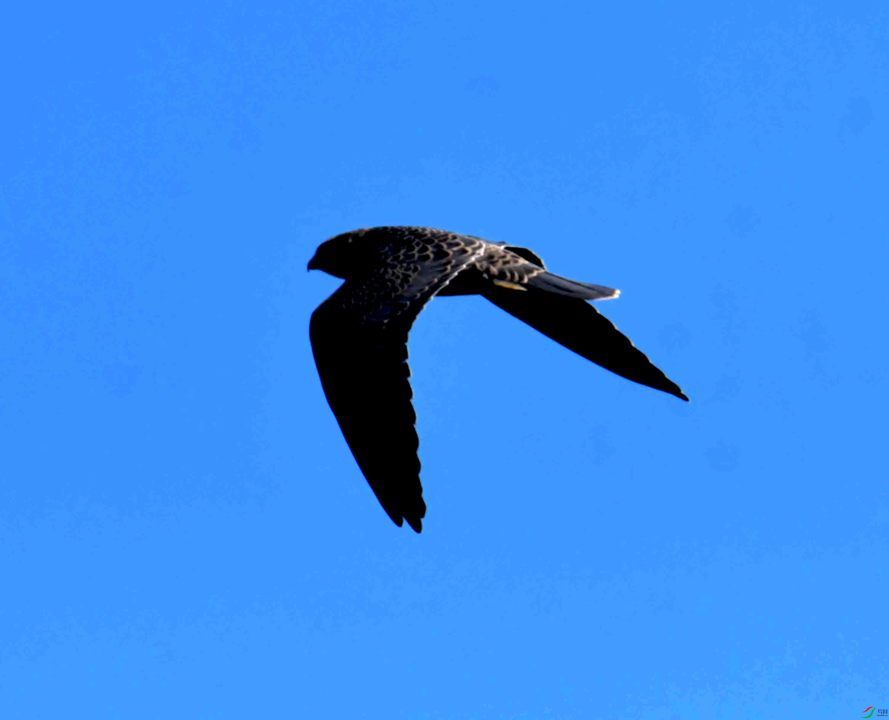 DSC_4737.JPG