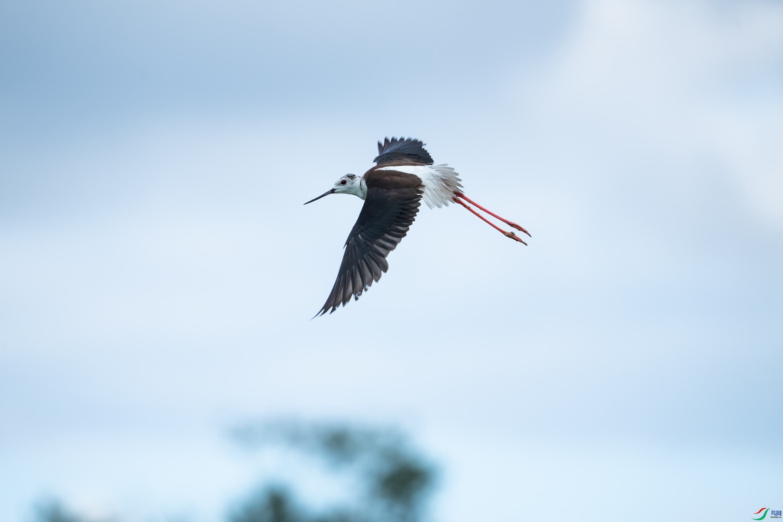 �ڳ᳤����