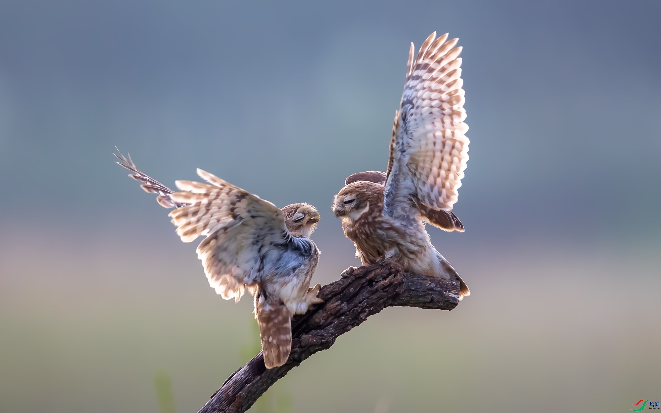 ���Ƹ�С�^