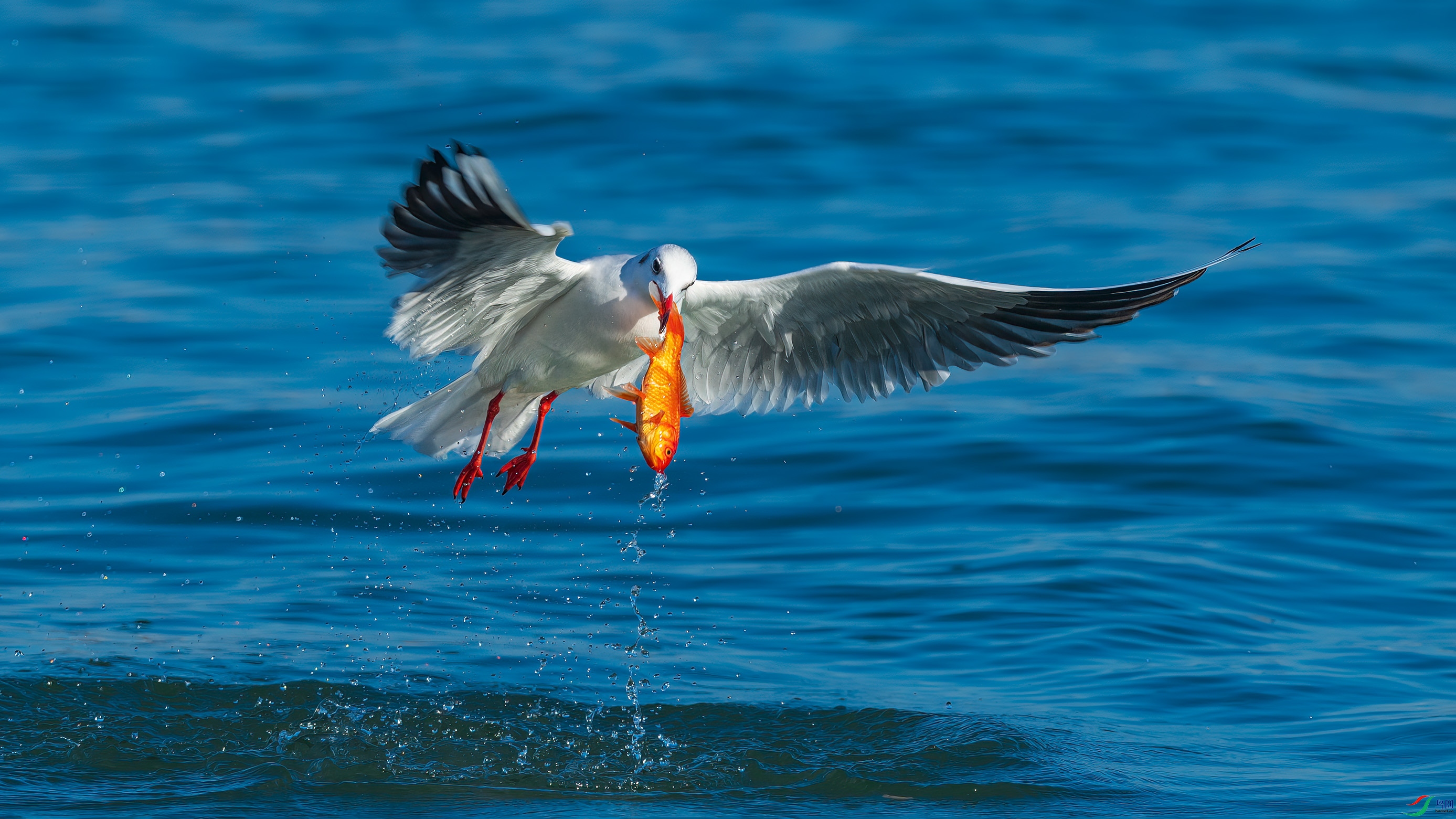 DSC_4540-2.jpg