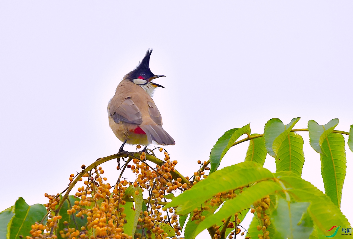 DSC_7031.JPG