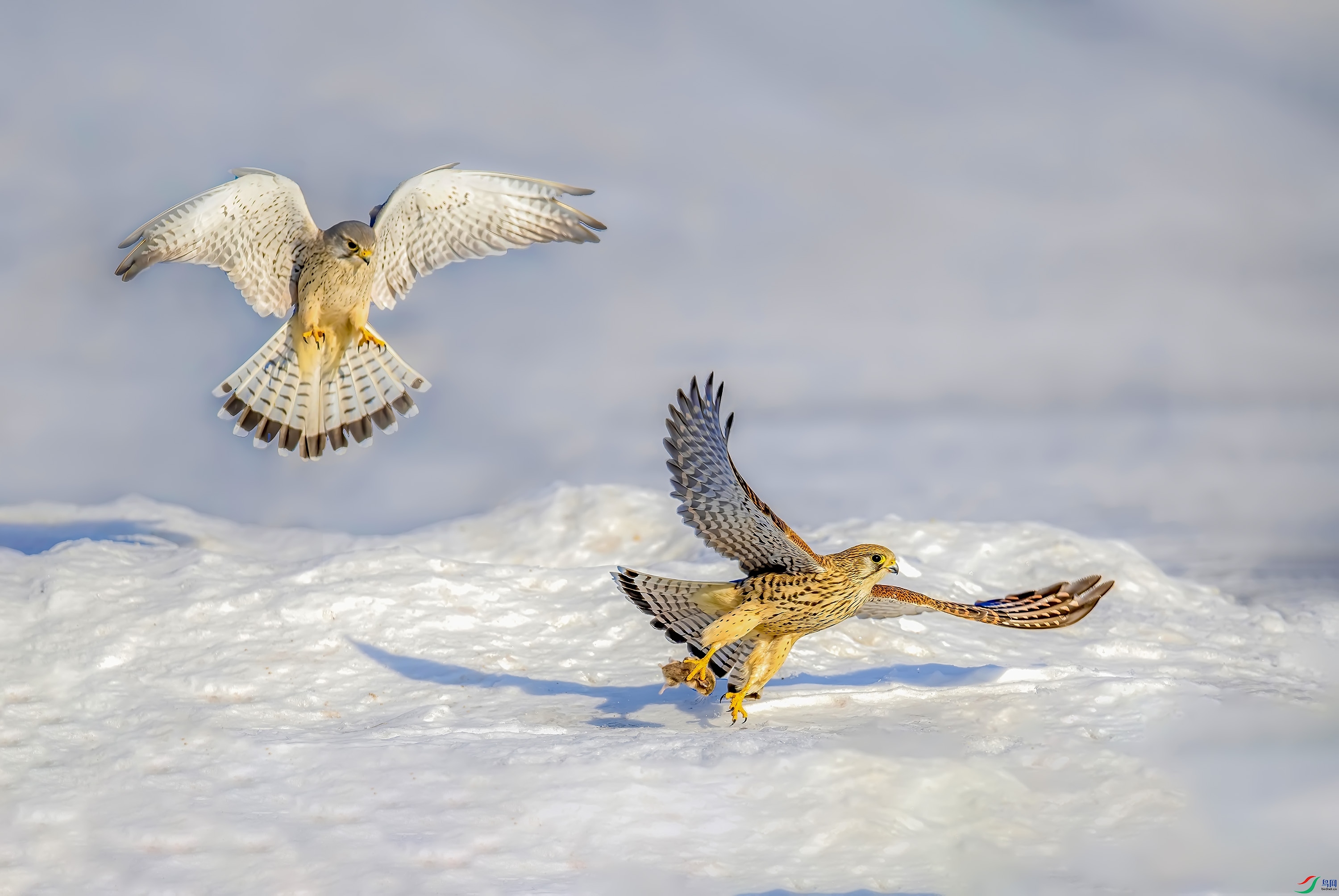 _JLN6772_1     ok.jpg