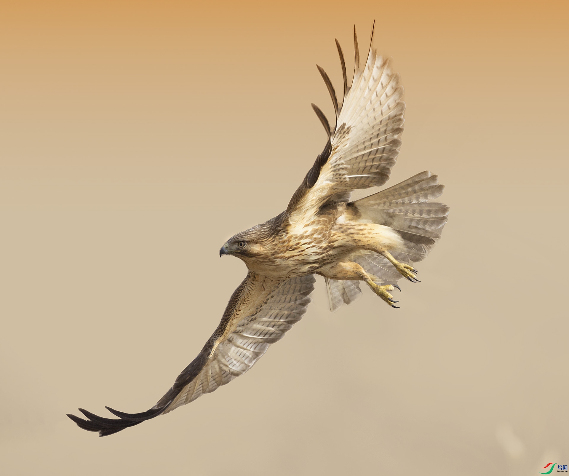 019A03588 ����.jpg