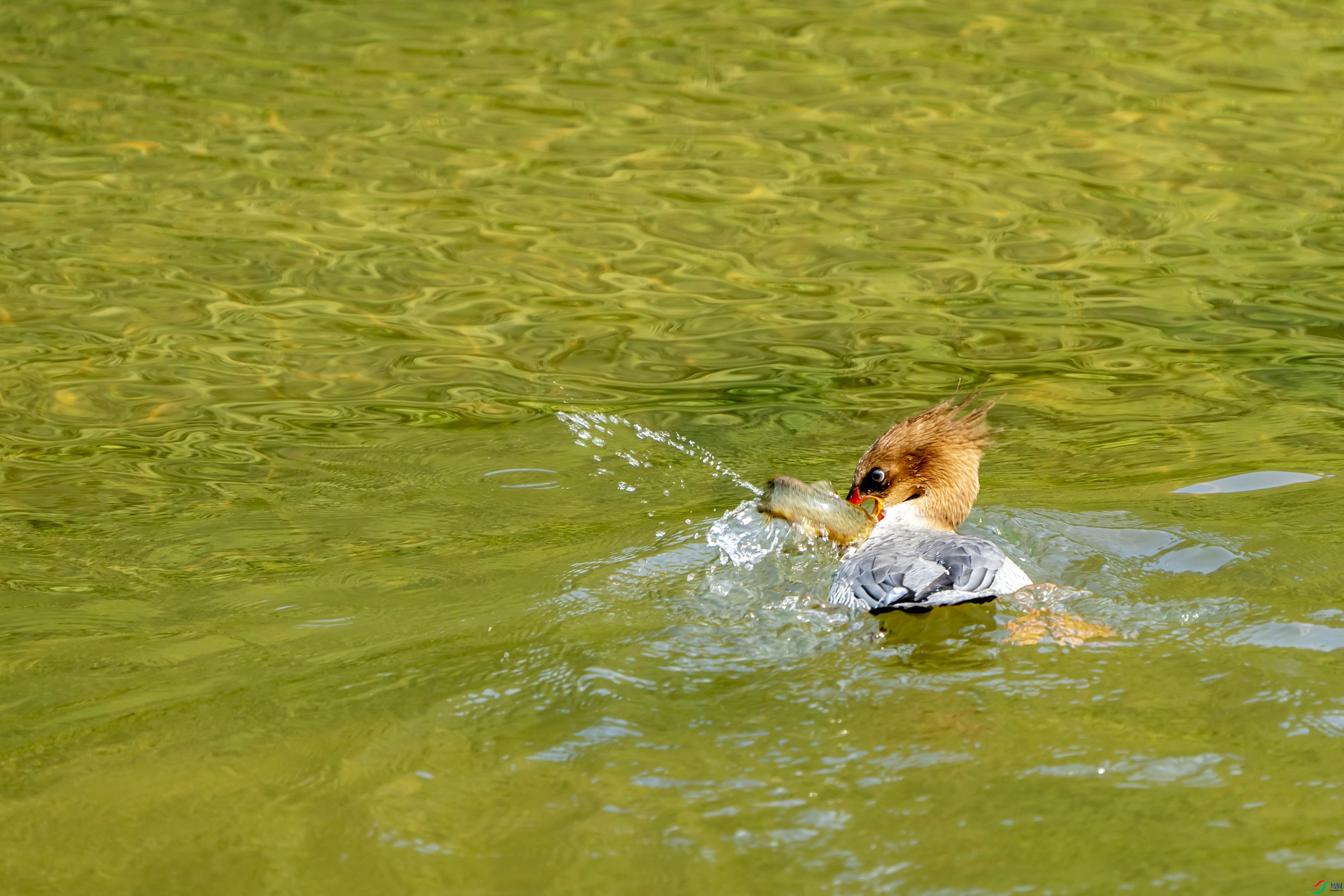 ZZX08675 ����.jpg