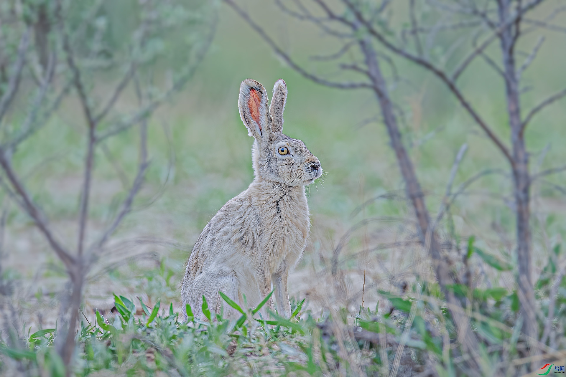 DSC_2740-a500k.jpg