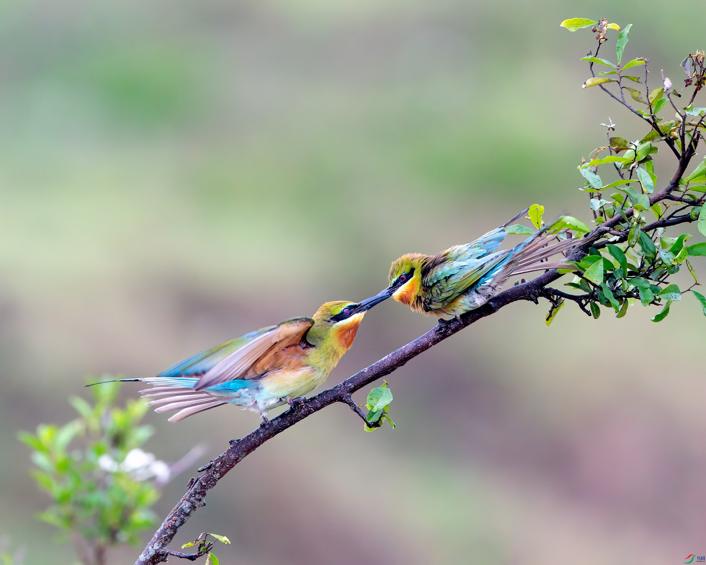 DSC_2188-1.jpg