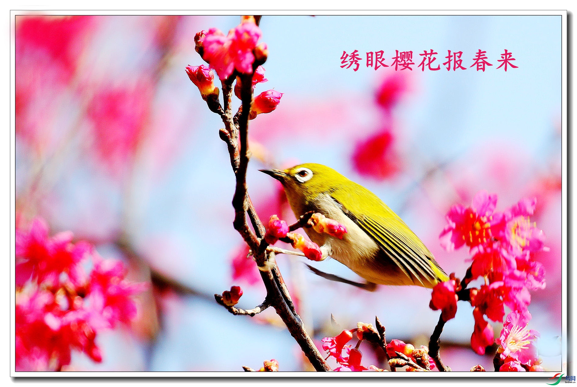 ����ӣ��������