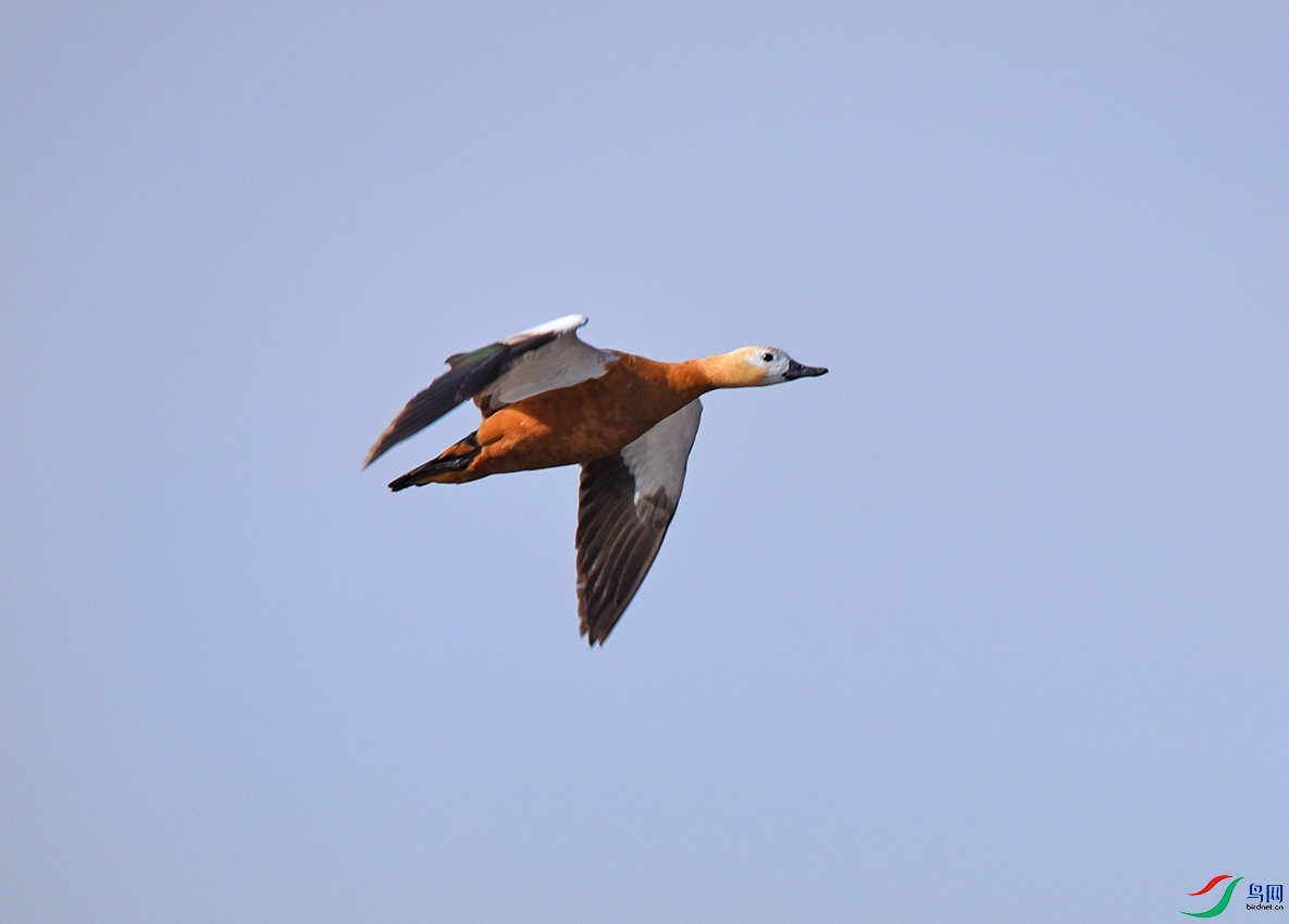 DSC_5252.jpg