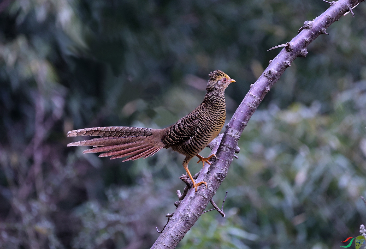 7X5A8808 �����ĸ���.jpg