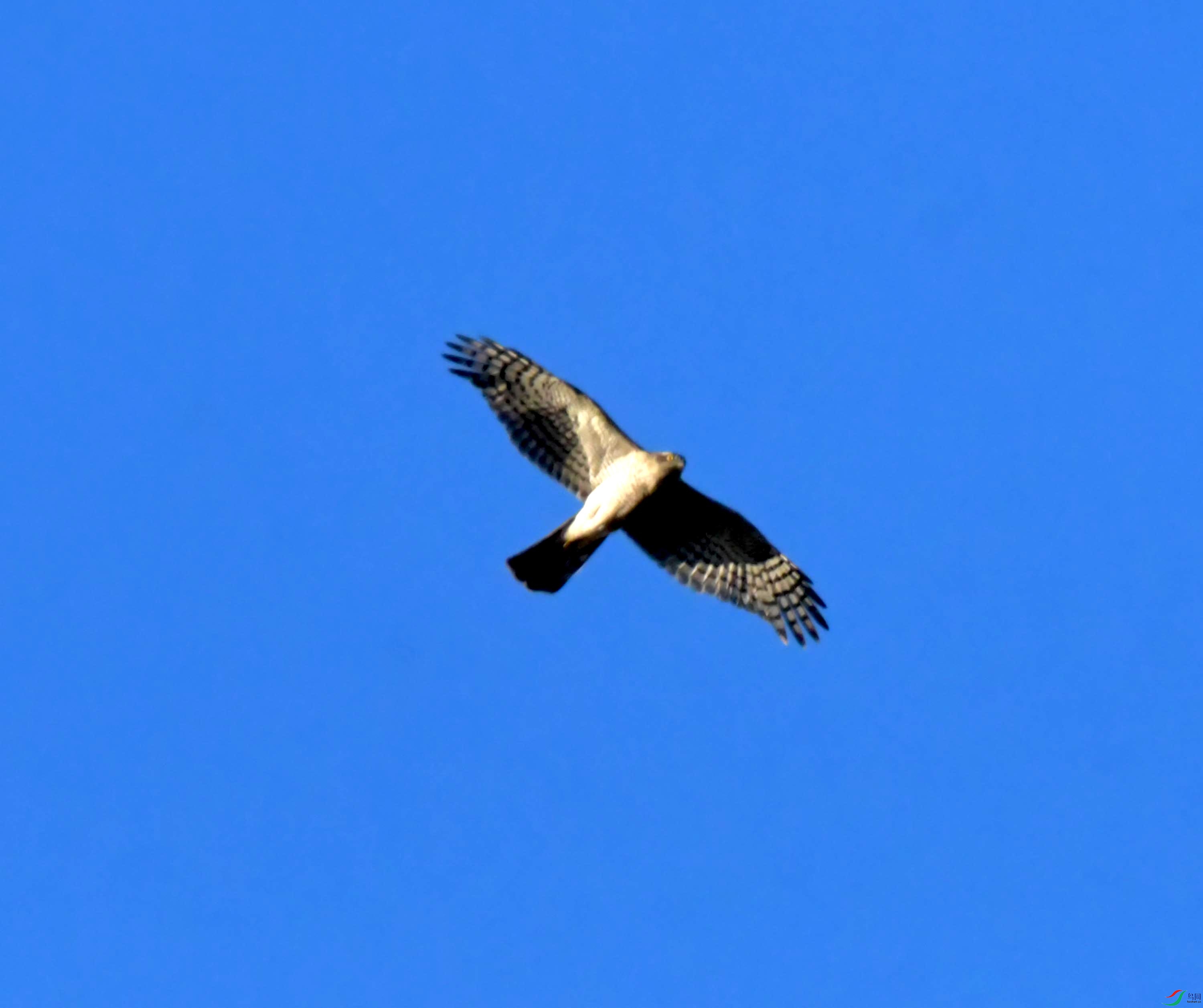 DSC_2929.JPG