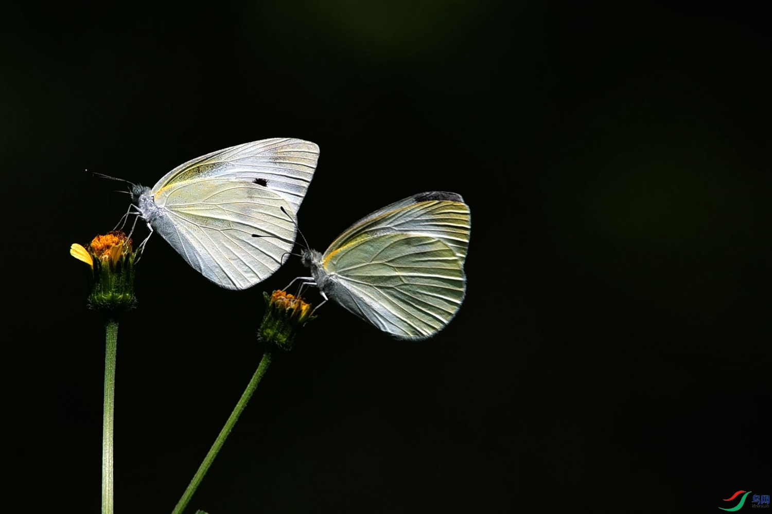 DSC_0165.JPG