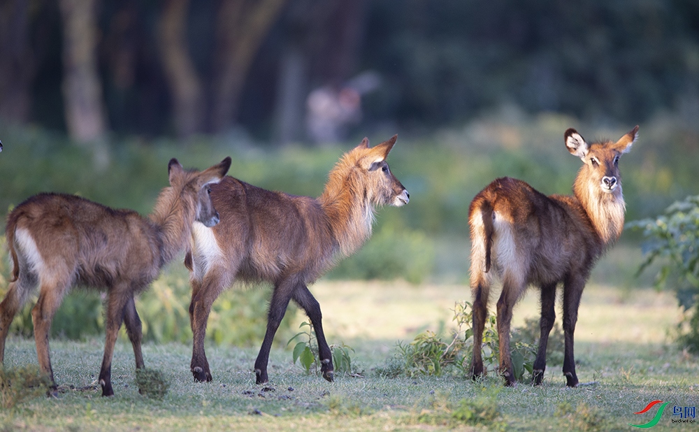 ��ˮ�� (3).jpg