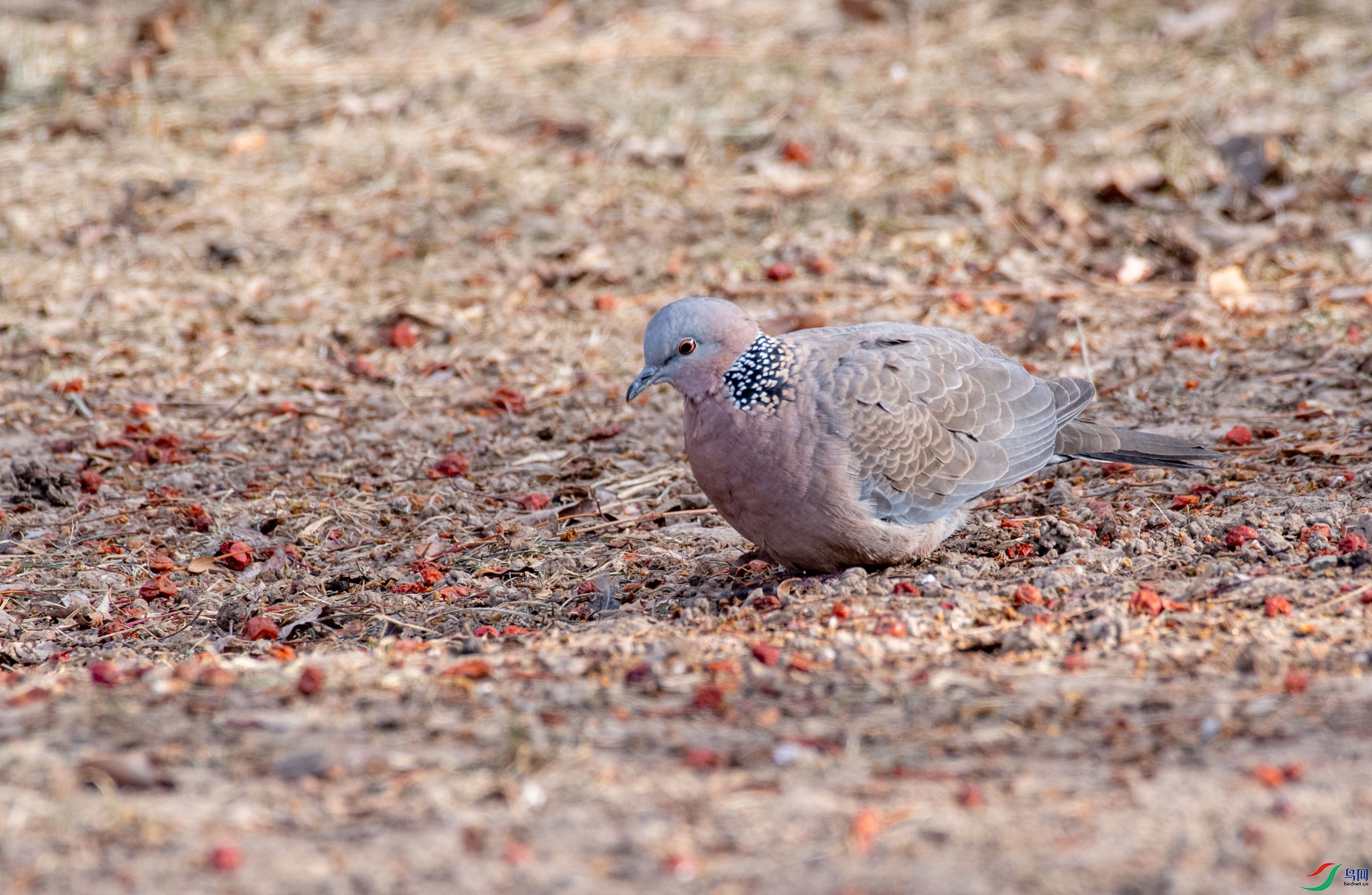 DSC_3856.jpg