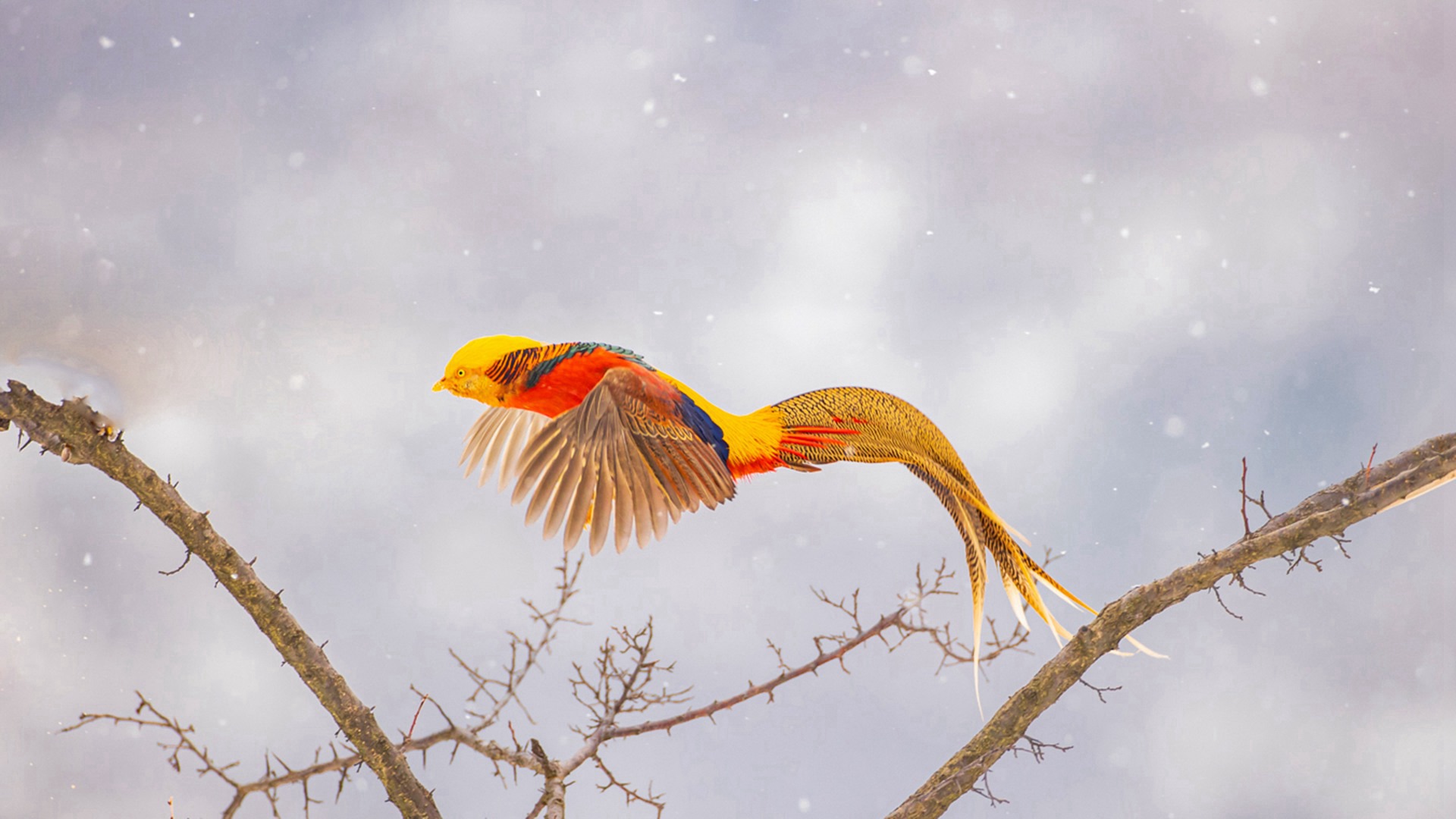 �츹����