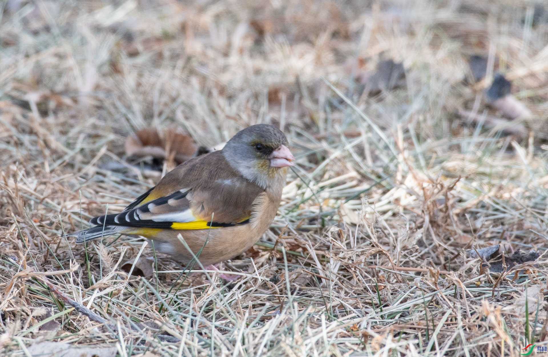 DSC_3733.jpg