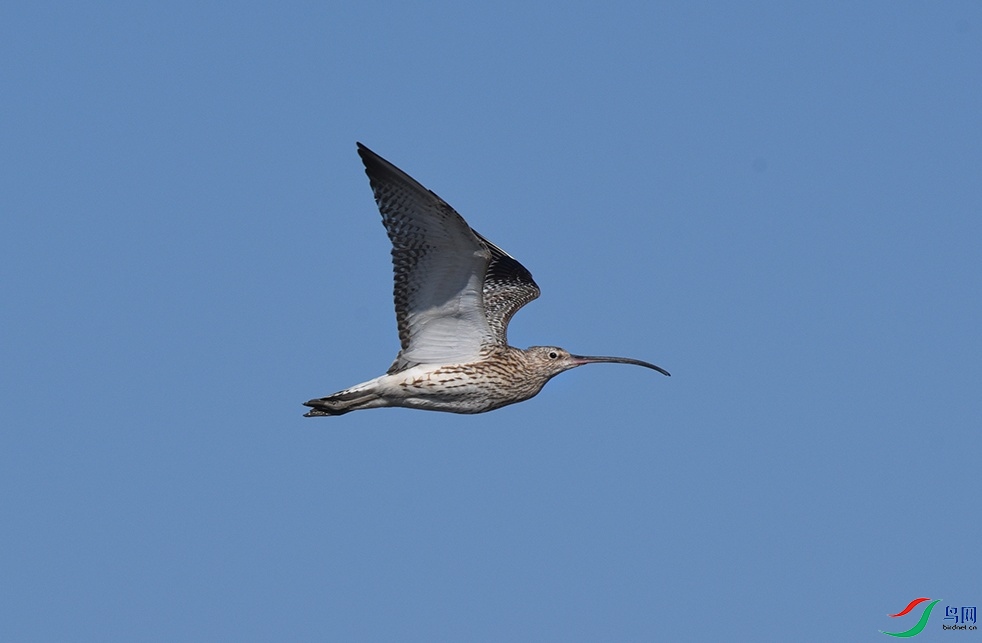 DSC_9576r.jpg