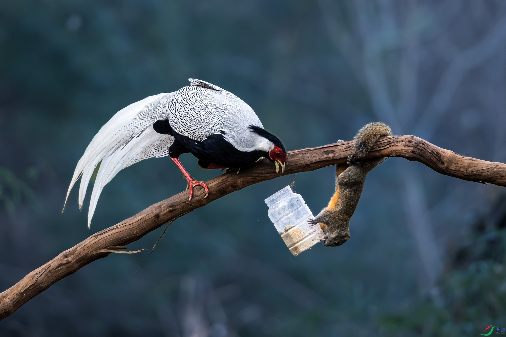 ������ʳ