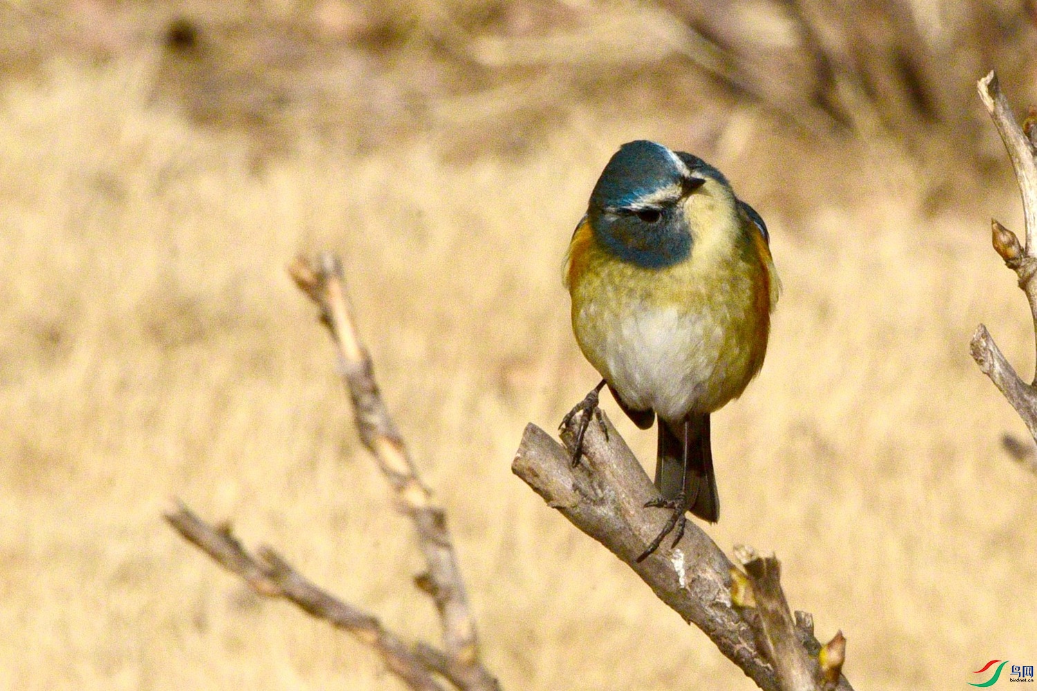 DSC_1502.JPG