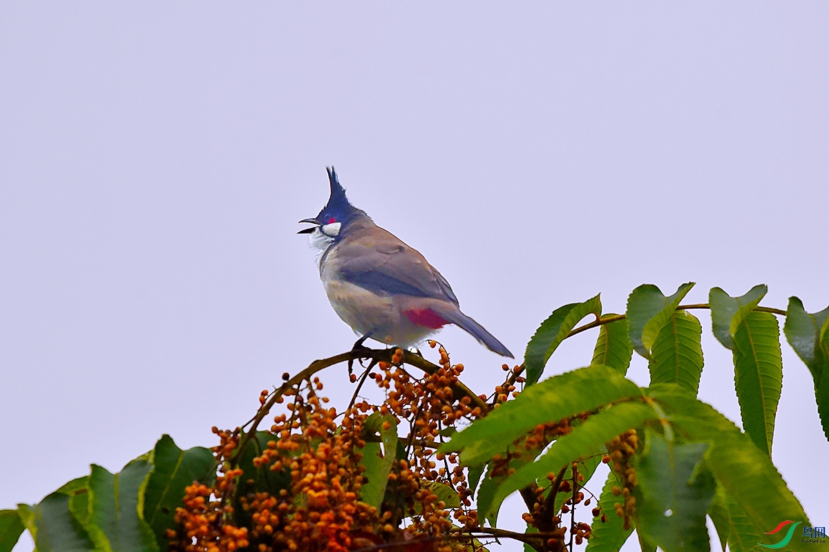 DSC_7011.JPG