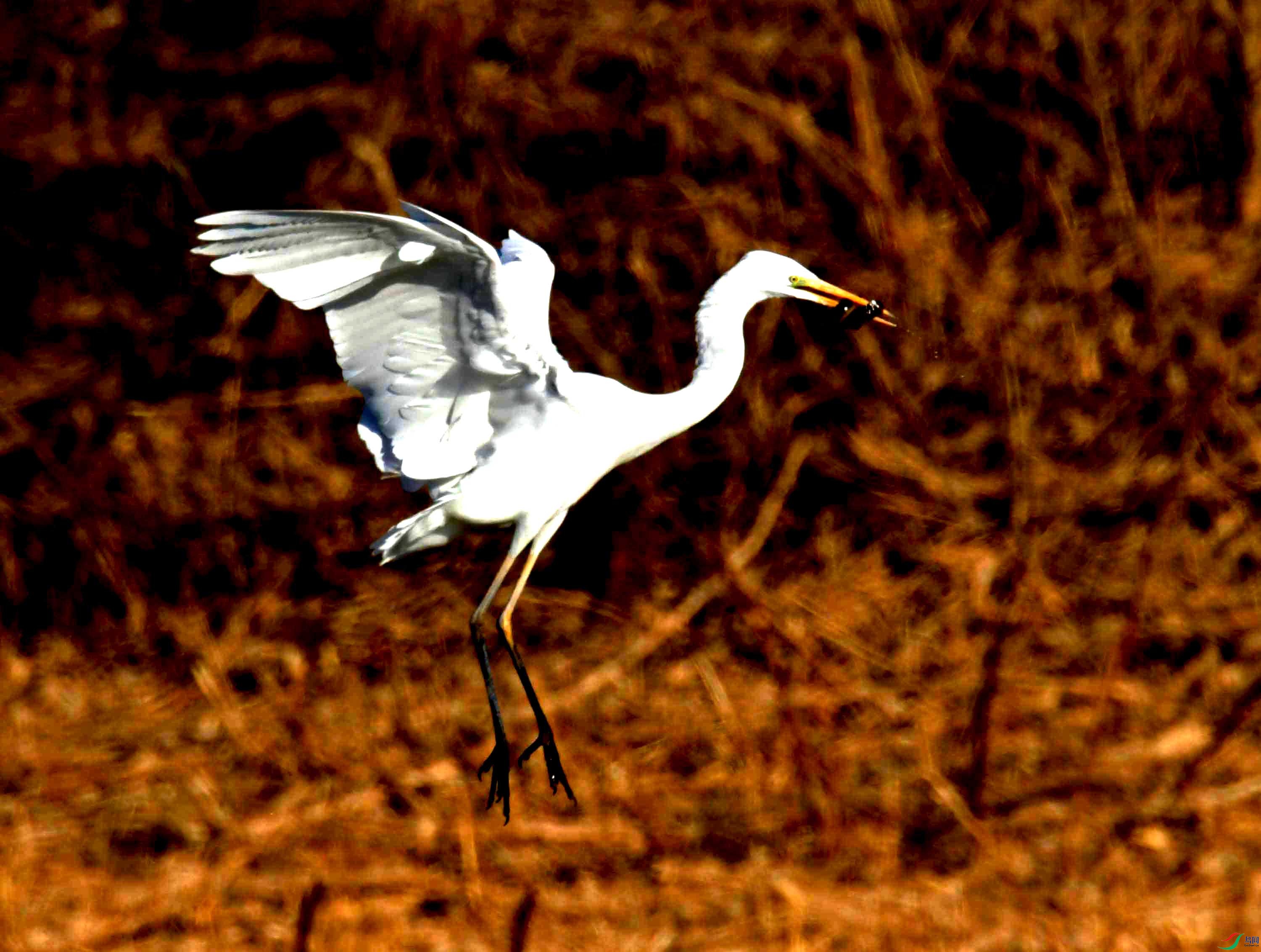 DSC_2605.JPG
