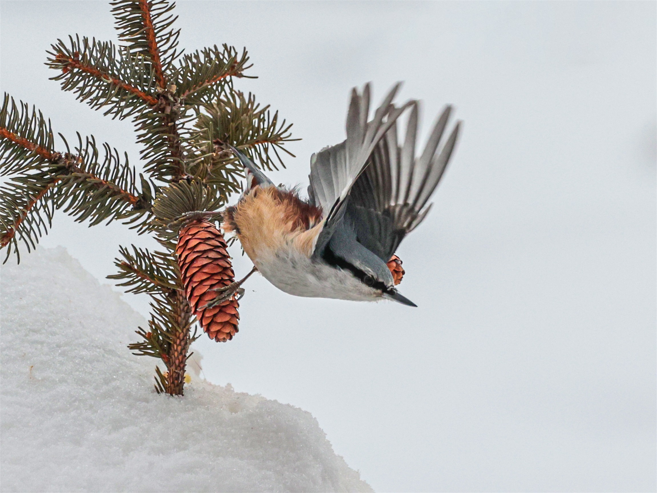 1K3A3268 ����1.jpg