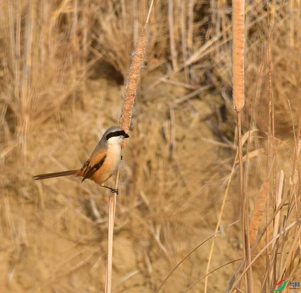 DSC_5325.jpg