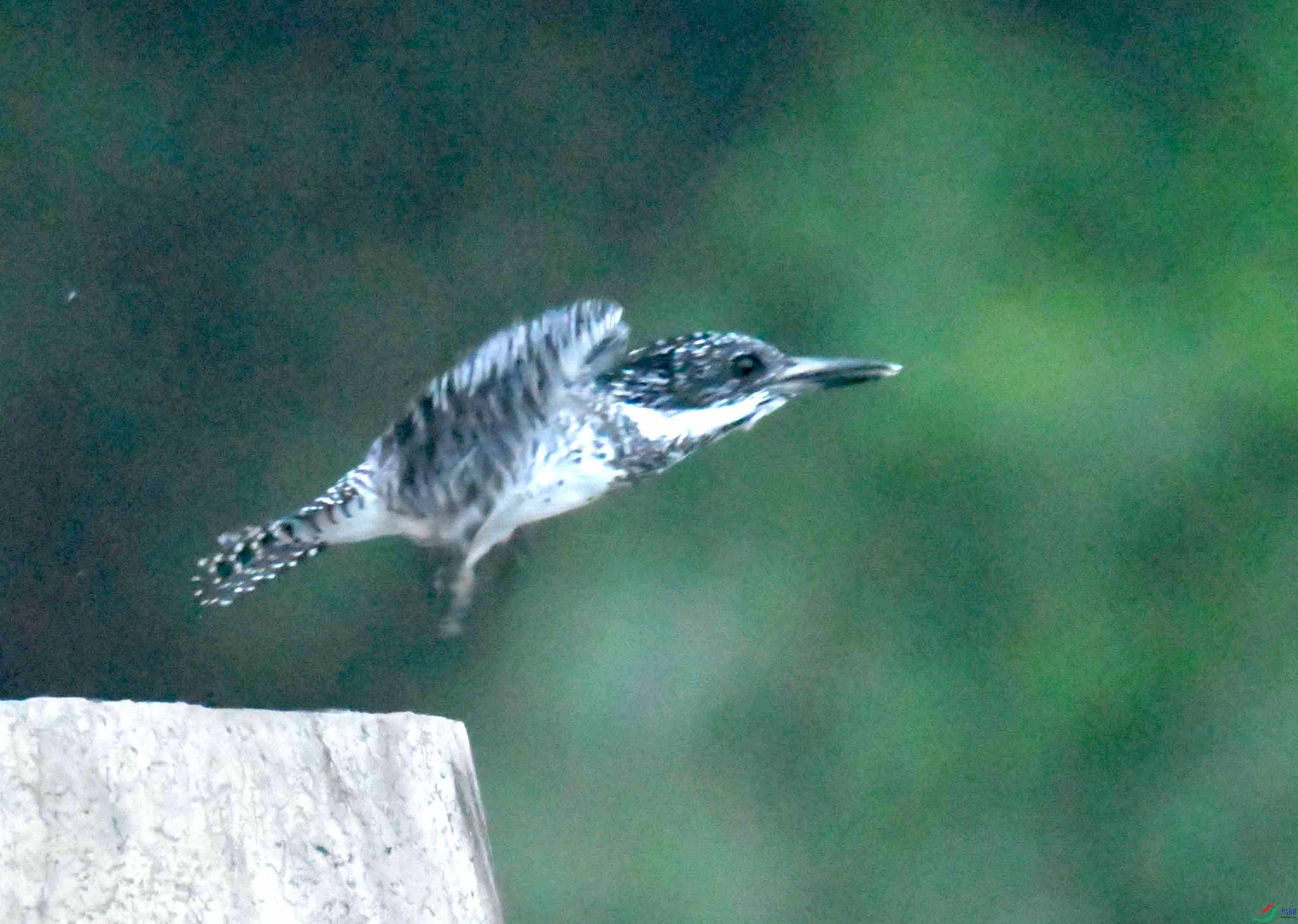 DSC_0510.JPG