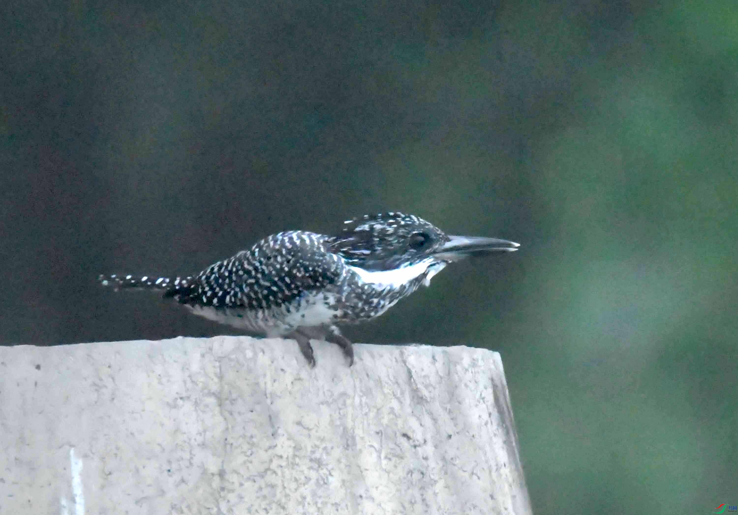 DSC_0508.JPG
