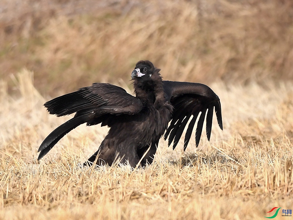 DSC_0222 - ����.JPG