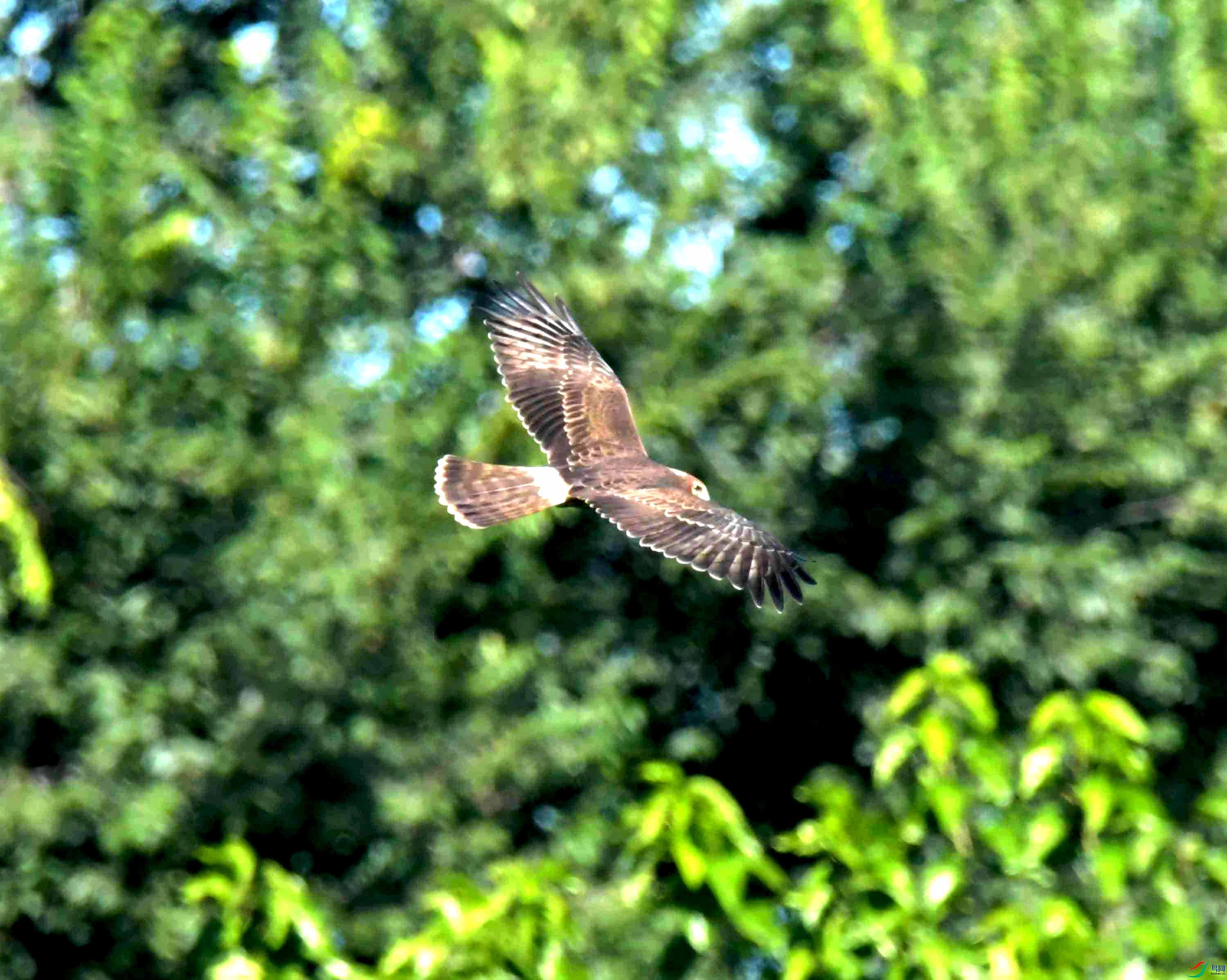 DSC_4196.JPG