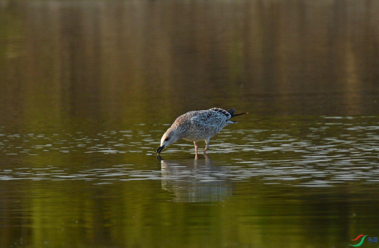 DSC_0294f.jpg