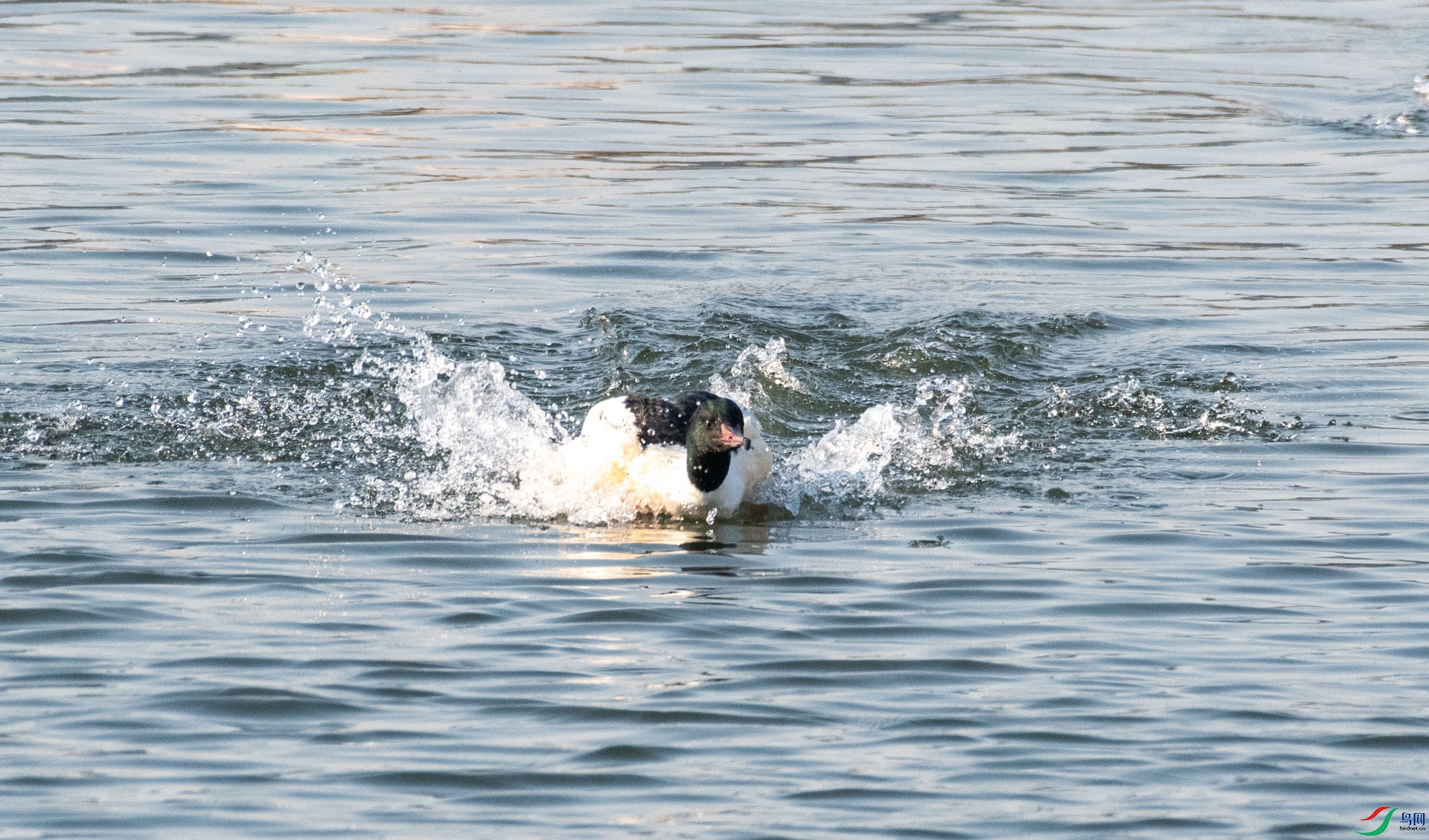 DSC_5929.jpg