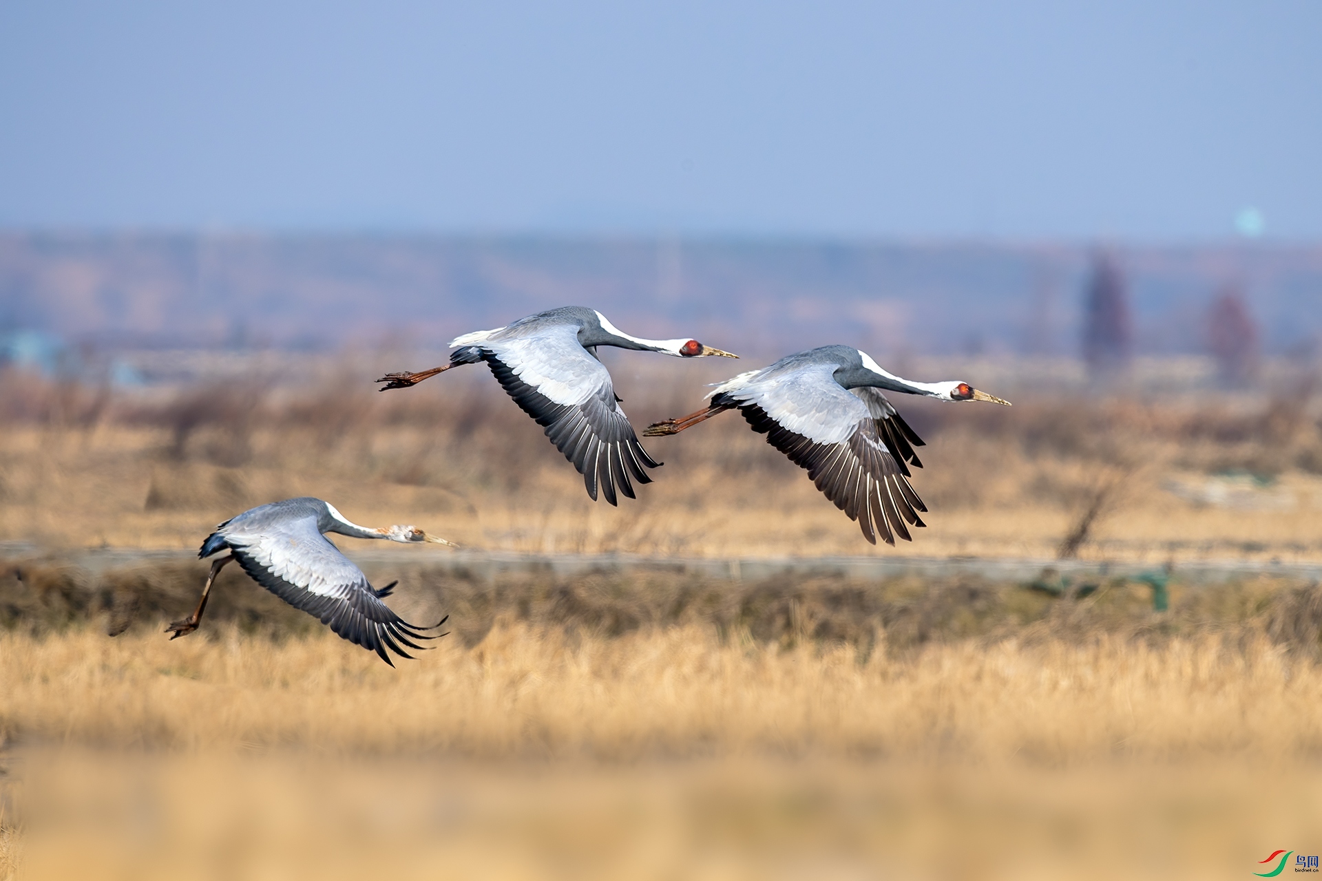 _DSC4085.jpg