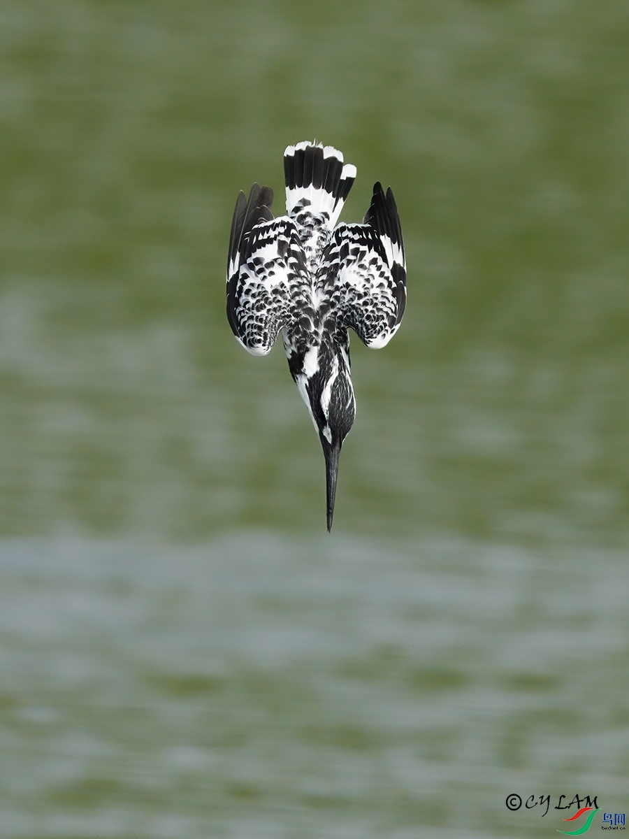 ���~�� Pied Kingfisher