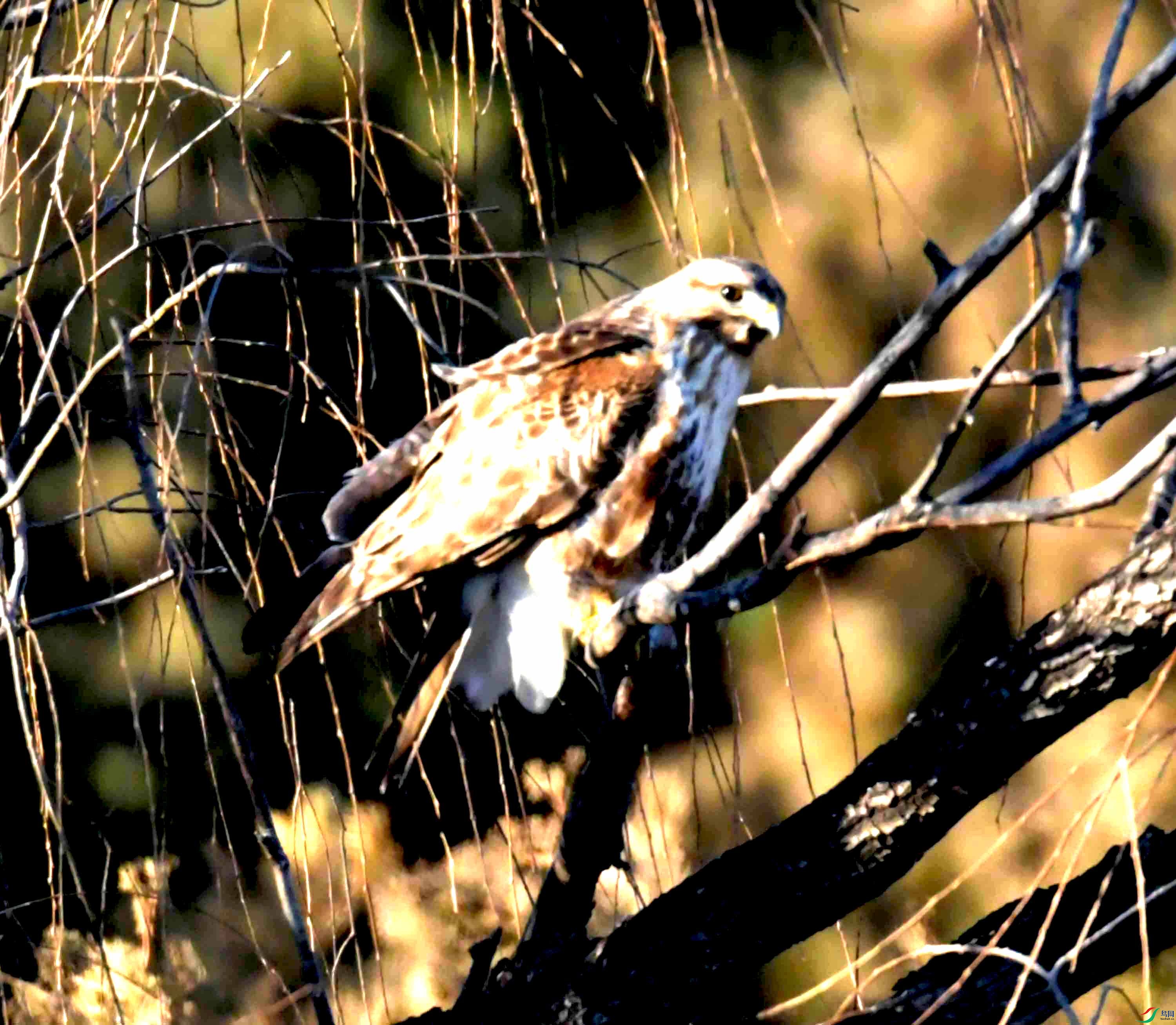 DSC_2983.JPG