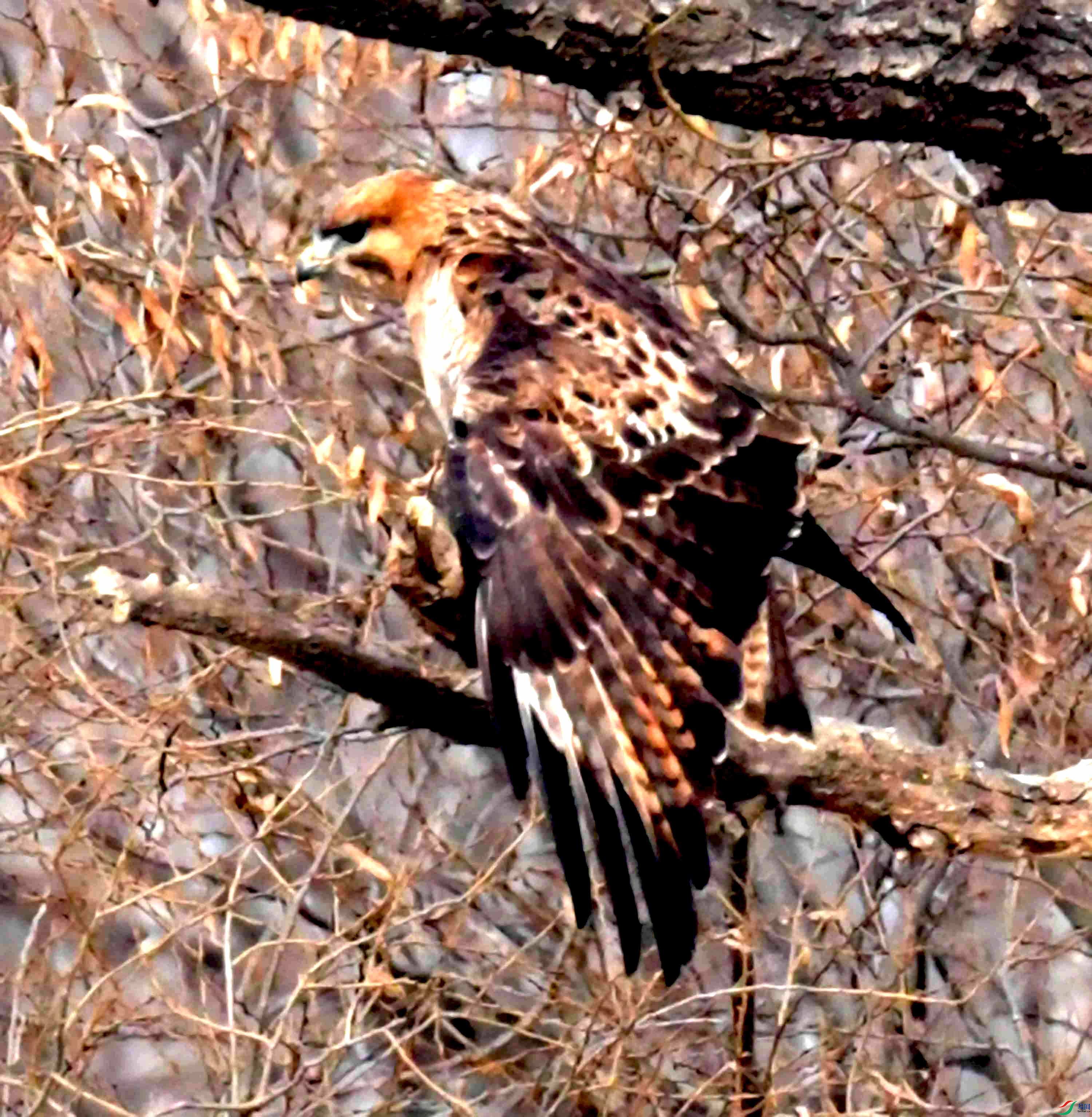 DSC_4952.JPG