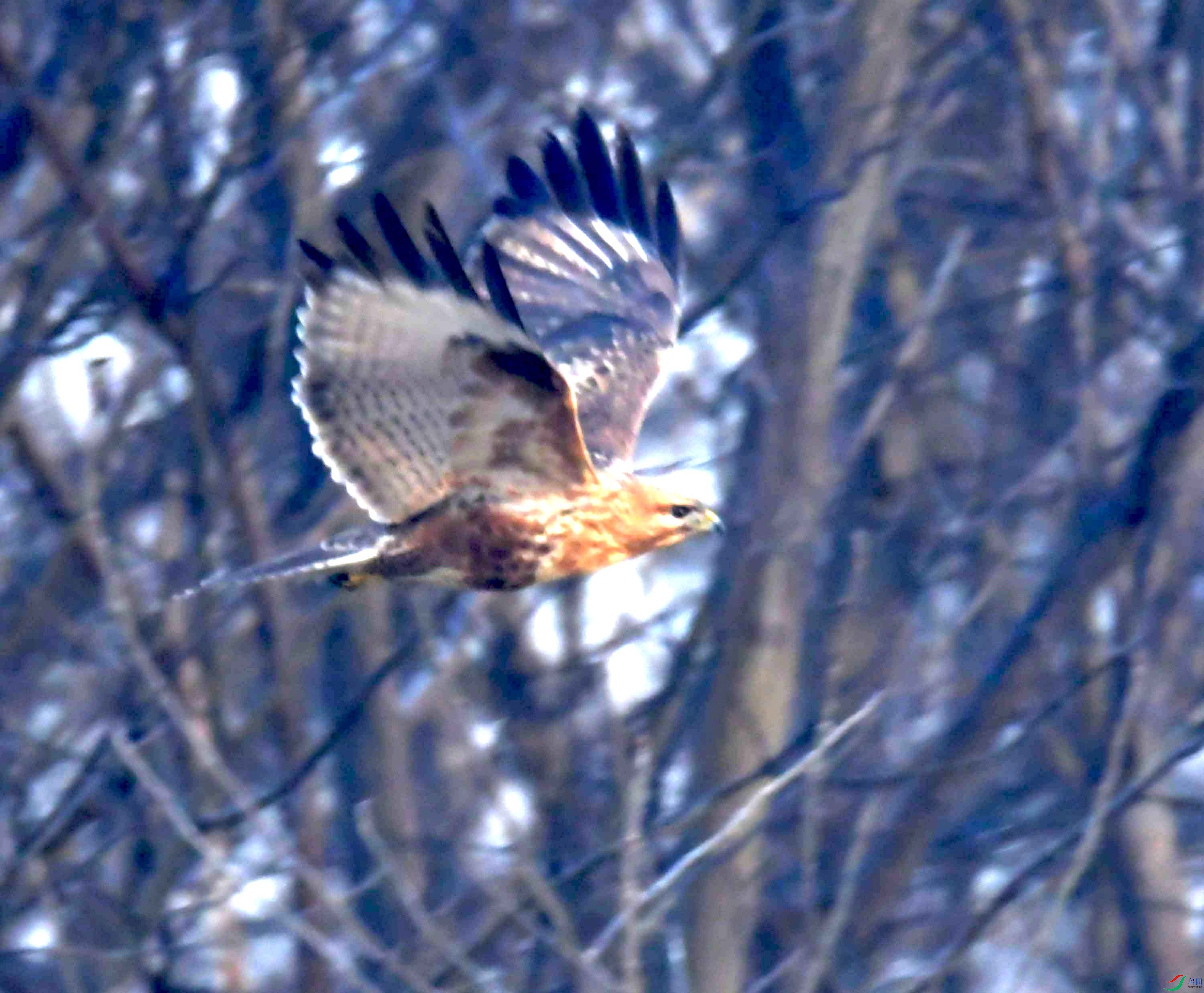 DSC_6605.JPG