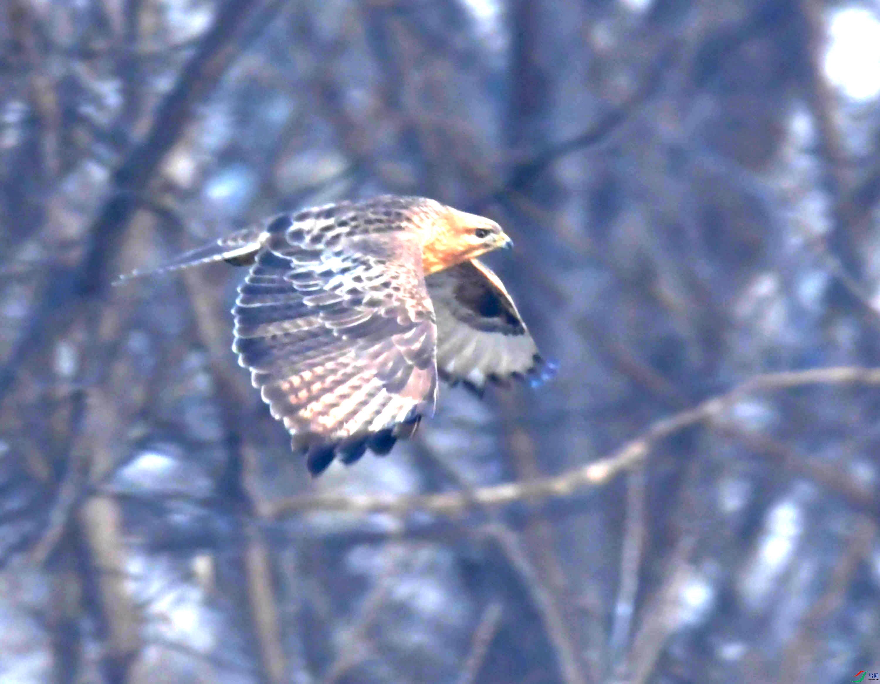 DSC_6606.JPG