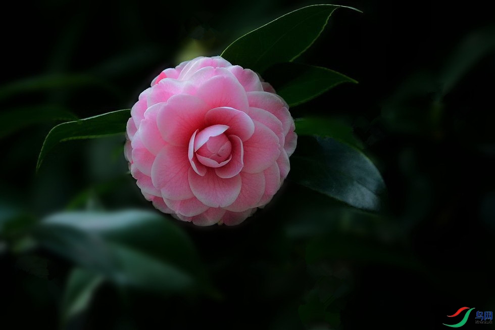 DSC_7168.JPG