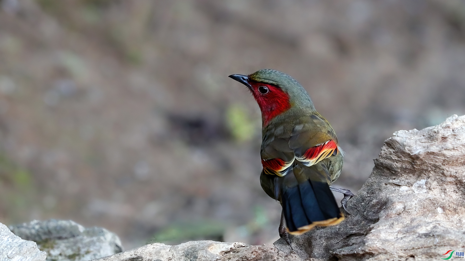 ���ع�����