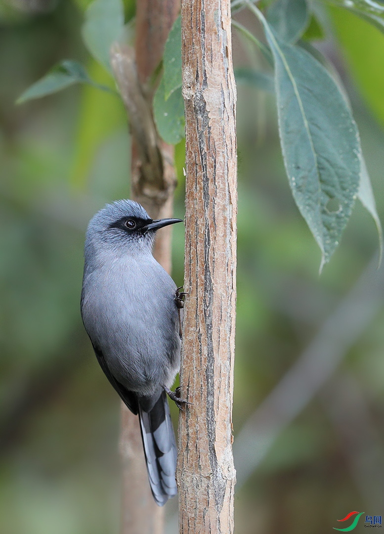 ��ɫ����