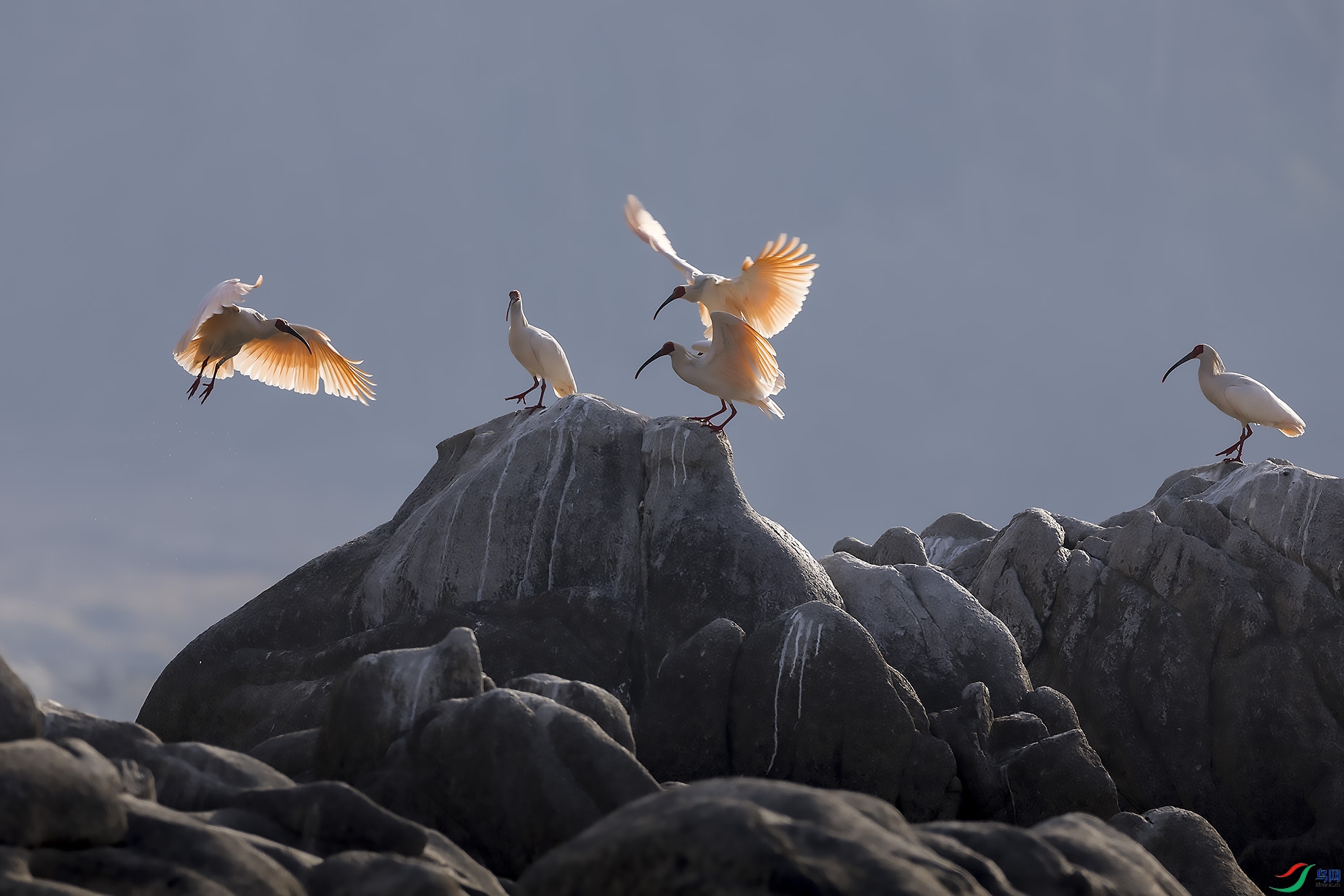 ��λ��ʦ,�������