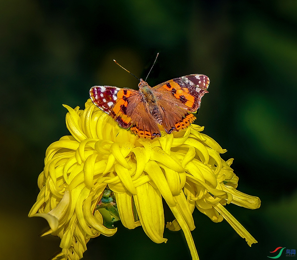 00000IMG_5899 ����800k0���̵�.jpg