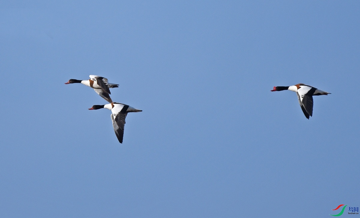 DSC_3076fff_��ͼ��.jpg