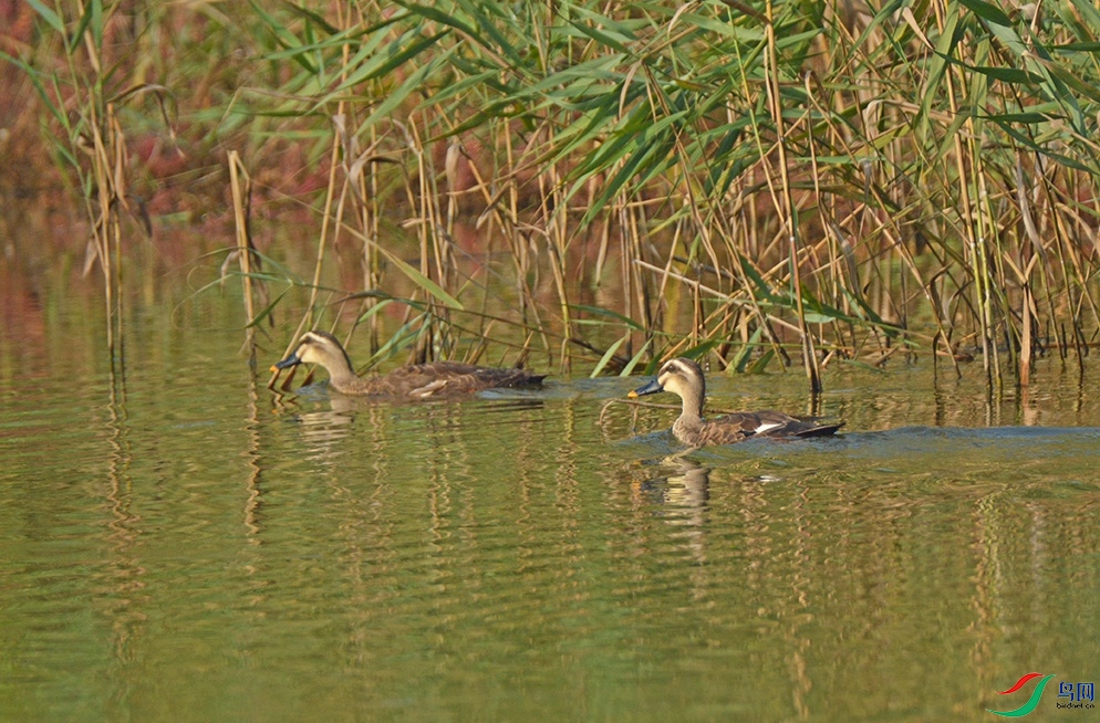 DSC_0303.jpg
