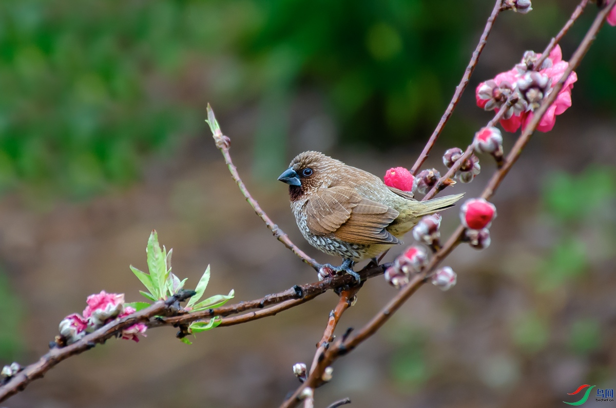 DSC_8676-1.jpg