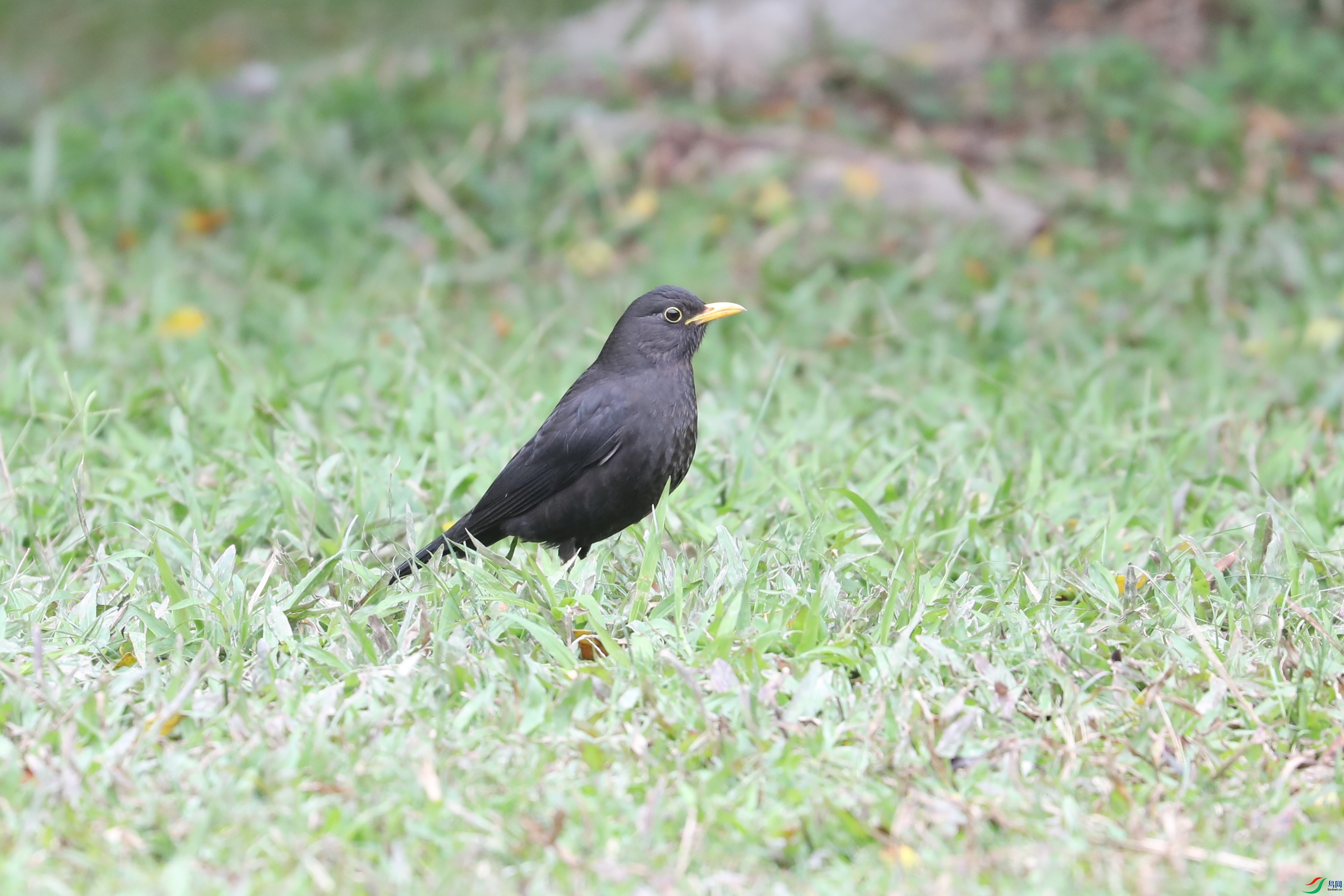 BL7A7240.JPG