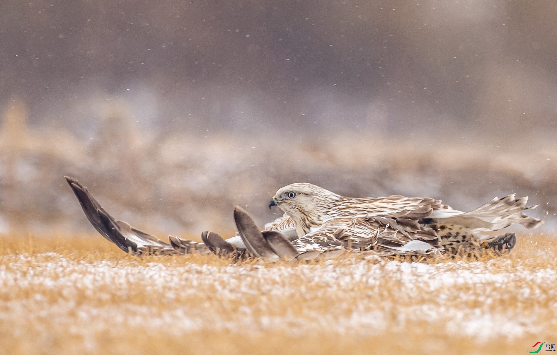 ��Ӿ����