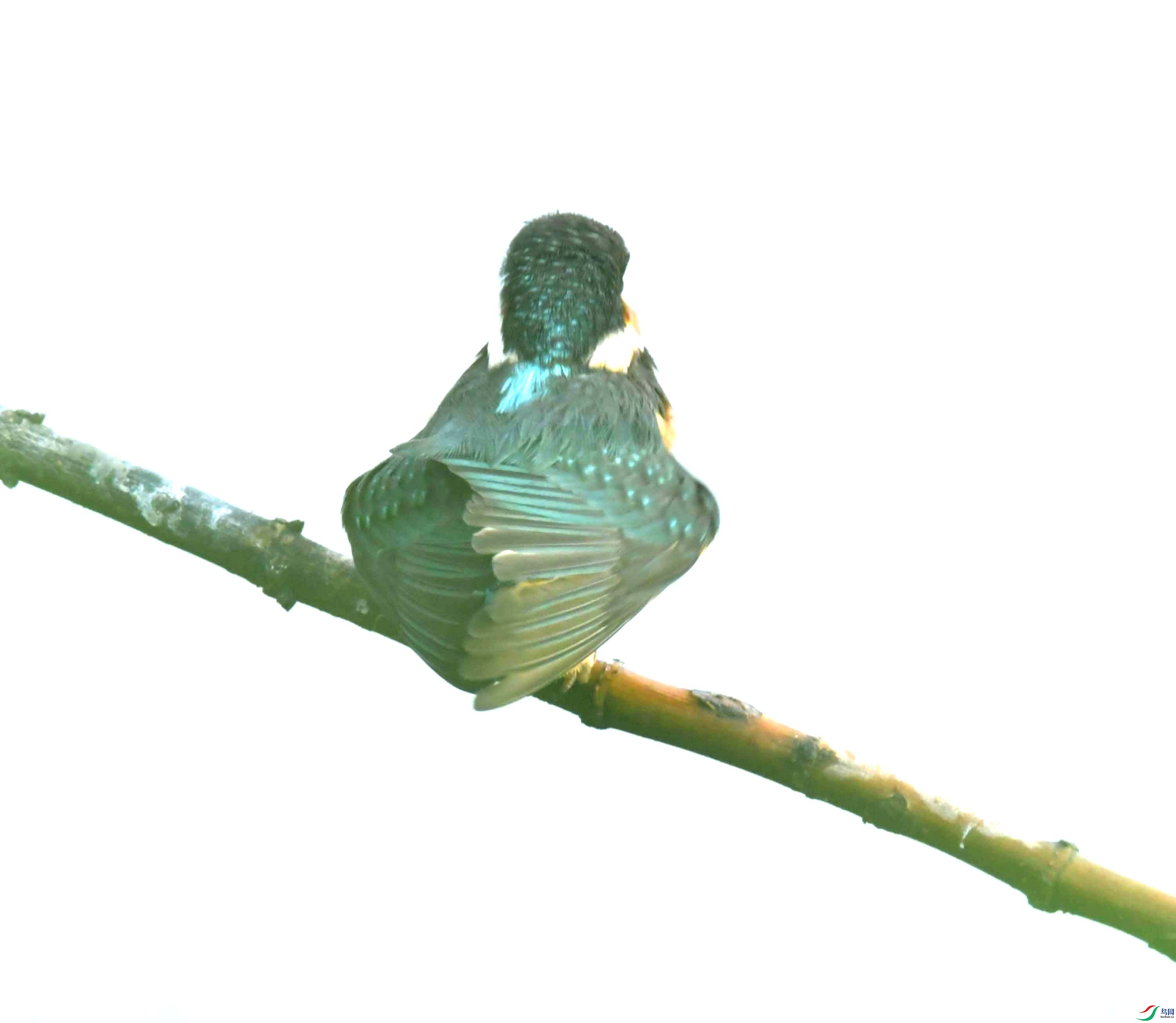 a78b40.jpg