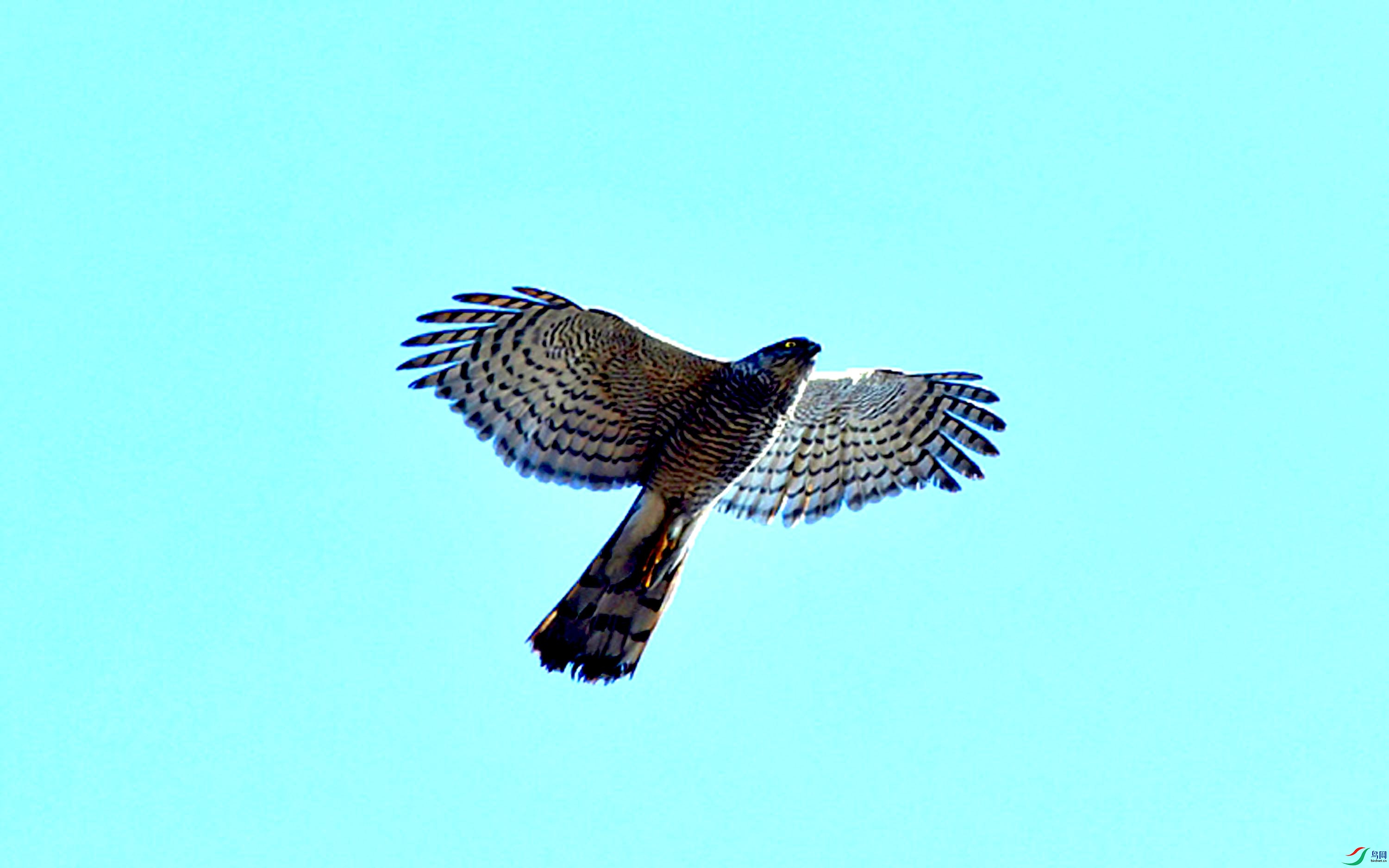 Copy2_DSC_1067_��ͼ��.jpg